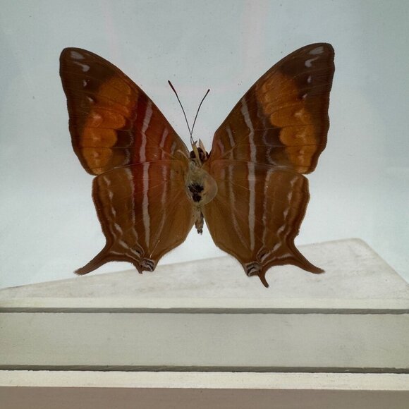 FRAMED DAGGERWING BUTTERFLY (MARPESIA CORINNA) Mounted butterfly wall hanging pi - Picture 7 of 11
